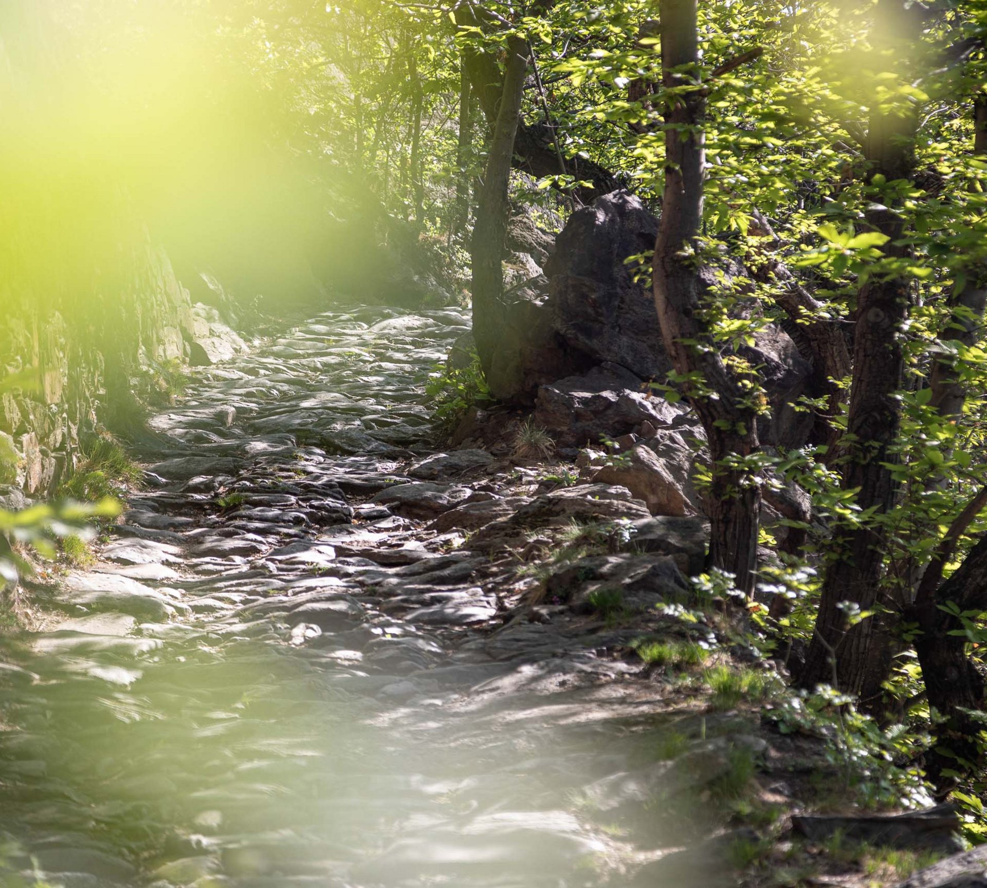 Gesunde Bewegung im Sporthotel in Naturns Steiniger Wanderweg im Wald mit Sonnenschein